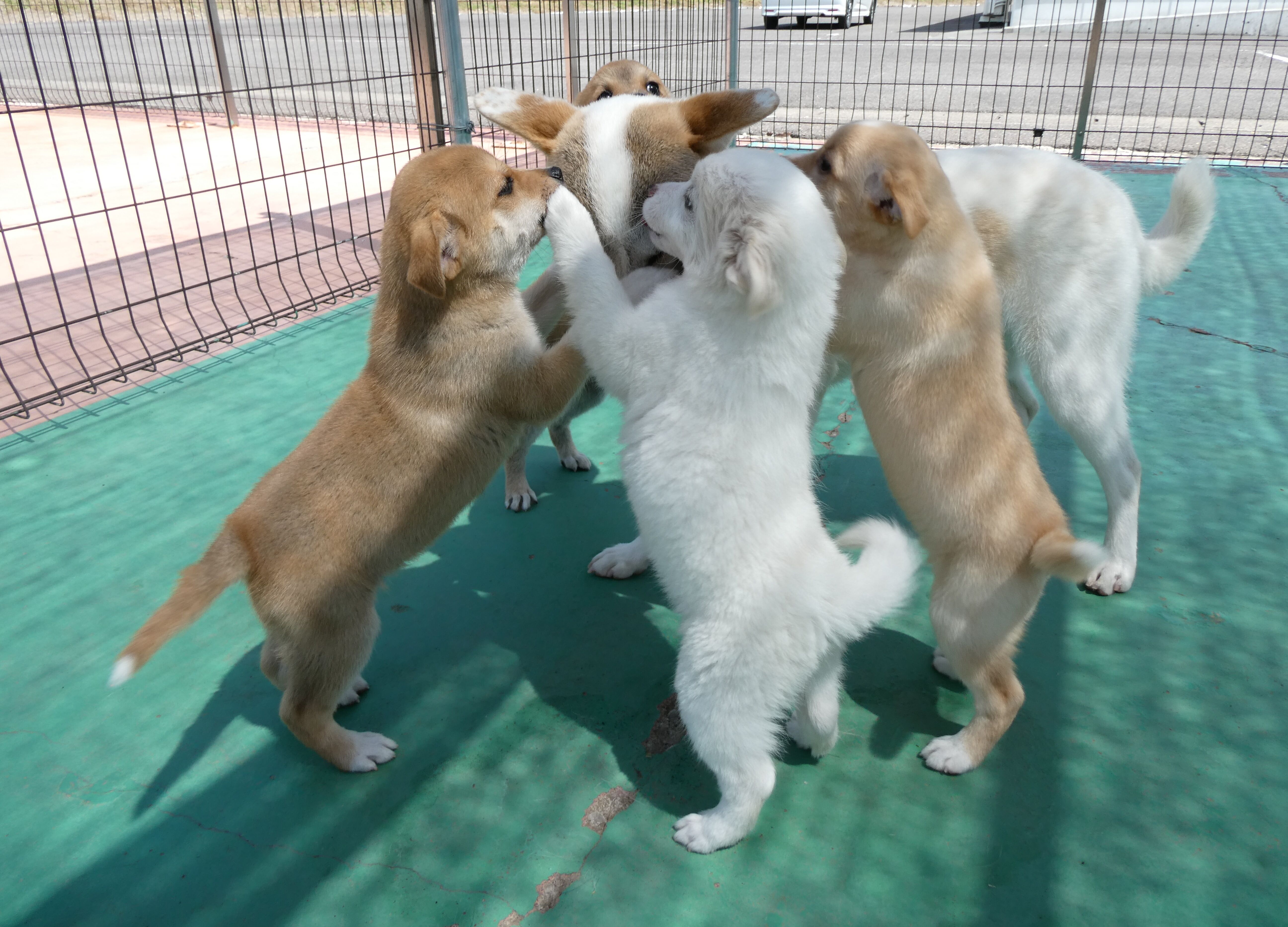 ふくしまポータル | ?譲渡犬・猫を追加しました【動物愛護センター本 